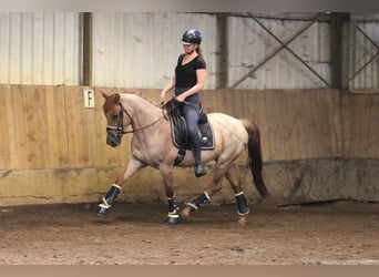 Andra varmblod, Valack, 5 år, 152 cm, Rödskimmel