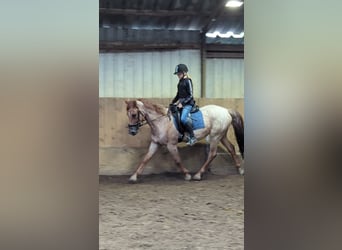 Andra varmblod, Valack, 5 år, 152 cm, Rödskimmel