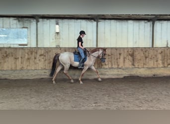 Andra varmblod, Valack, 5 år, 152 cm, Rödskimmel