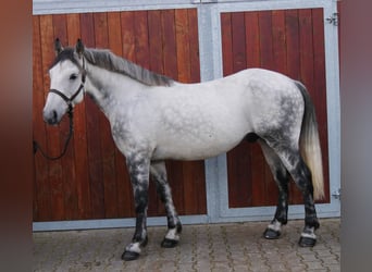 Andra varmblod Blandning, Valack, 5 år, 155 cm