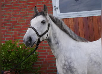 Andra varmblod Blandning, Valack, 5 år, 155 cm