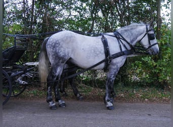 Andra varmblod Blandning, Valack, 5 år, 155 cm