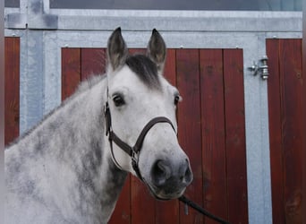 Andra varmblod Blandning, Valack, 5 år, 155 cm