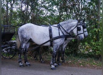 Andra varmblod Blandning, Valack, 5 år, 155 cm