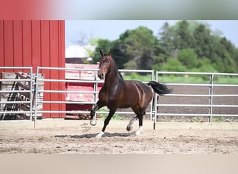 Andra varmblod, Valack, 5 år, 160 cm, Brun