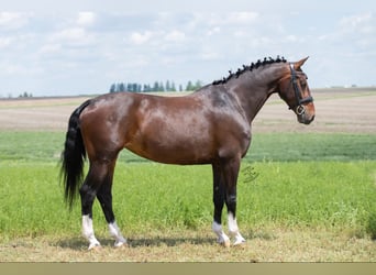 Andra varmblod, Valack, 5 år, 160 cm, Brun