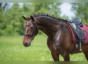 Andra varmblod, Valack, 5 år, 160 cm, Brun