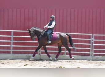 Andra varmblod, Valack, 5 år, 160 cm, Brun