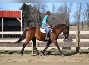 Andra varmblod, Valack, 5 år, 160 cm, Brun