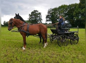 Andra varmblod, Valack, 5 år, 160 cm