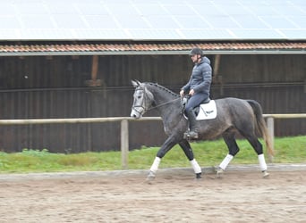 Andra varmblod, Valack, 5 år, 168 cm, Grå-blå-brun