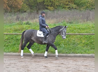 Andra varmblod, Valack, 5 år, 168 cm, Grå-blå-brun