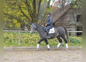 Andra varmblod, Valack, 5 år, 168 cm, Grå-blå-brun