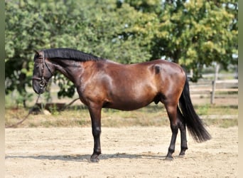 Andra varmblod, Valack, 6 år, 166 cm, Mörkbrun