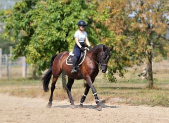 Andra varmblod, Valack, 6 år, 166 cm, Mörkbrun