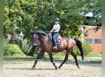 Andra varmblod, Valack, 6 år, 166 cm, Mörkbrun