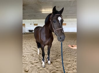 Andra varmblod, Valack, 6 år, 170 cm, Svart