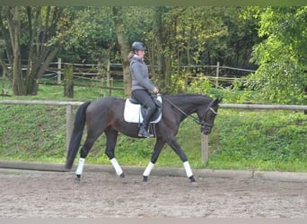 Andra varmblod, Valack, 7 år, 163 cm, Rökfärgad svart