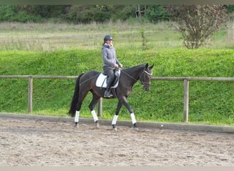 Andra varmblod, Valack, 7 år, 163 cm, Rökfärgad svart