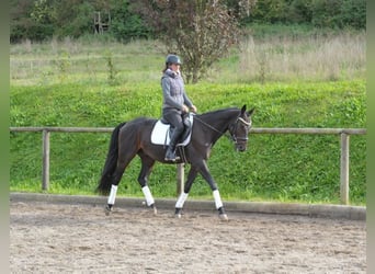 Andra varmblod, Valack, 7 år, 163 cm, Rökfärgad svart