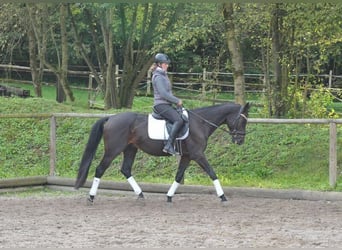 Andra varmblod, Valack, 7 år, 163 cm, Rökfärgad svart