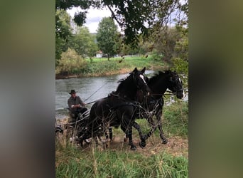 Weitere Warmblüter, Wallach, 7 Jahre, 165 cm, Rappe