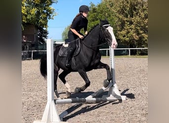 Andra varmblod, Valack, 8 år, 165 cm, Svart