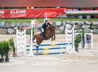 Weitere Warmblüter, Wallach, 8 Jahre, Fuchs