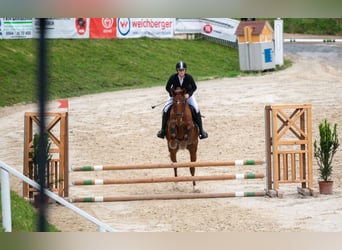 Weitere Warmblüter, Wallach, 8 Jahre, Fuchs