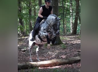 Weitere Warmblüter, Wallach, 9 Jahre, 156 cm, Tigerschecke