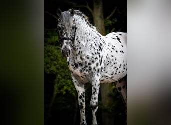 Weitere Warmblüter, Wallach, 9 Jahre, 156 cm, Tigerschecke