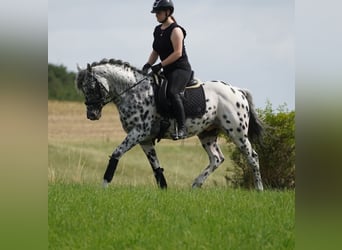 Weitere Warmblüter, Wallach, 9 Jahre, 156 cm, Tigerschecke