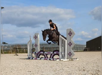 Weitere Warmblüter, Wallach, 9 Jahre, 161 cm, Dunkelbrauner