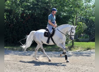 Andra varmblod, Valack, 9 år, 170 cm, Grå