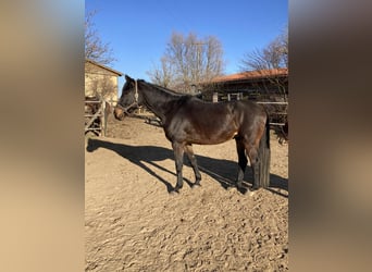 Weitere Warmblüter, Wallach, 9 Jahre, 172 cm, Dunkelbrauner