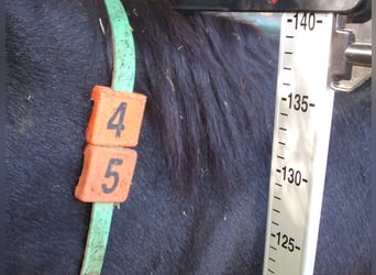 Âne, Étalon, 13 Ans, 140 cm, Noir