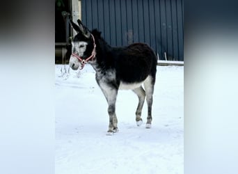 Âne, Étalon, 15 Ans, Bai brun
