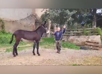 Âne, Étalon, 1 Année, Noir