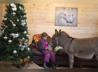 Âne, Étalon, 2 Ans, 64 cm, Gris