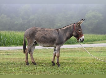 Âne, Étalon, 2 Ans, 89 cm, Gris