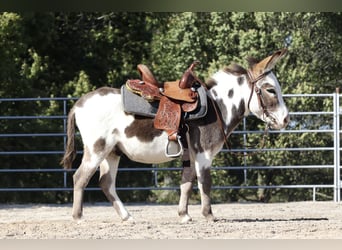 Âne, Étalon, 4 Ans, 86 cm, Pinto