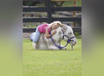 Âne, Étalon, 5 Ans, 99 cm, Pinto