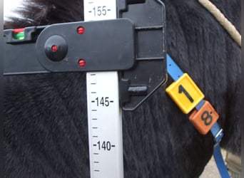 Âne, Étalon, 6 Ans, 152 cm, Noir