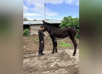Âne, Étalon, 7 Ans, 151 cm, Noir