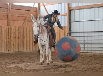 Âne, Hongre, 10 Ans, 147 cm, Rouan Rouge