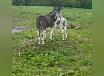 Âne, Hongre, 11 Ans, 105 cm, Bai