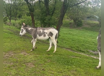 Âne, Hongre, 11 Ans, 105 cm, Bai