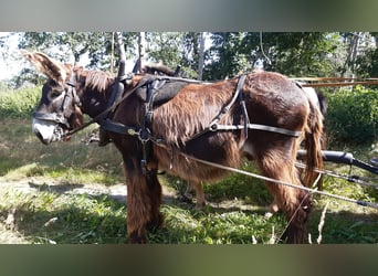 Âne, Hongre, 14 Ans, 150 cm, Bai brun