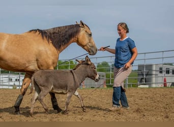 Âne, Hongre, 2 Ans, 79 cm, Gris
