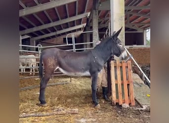 Âne, Hongre, 3 Ans, 150 cm, Noir